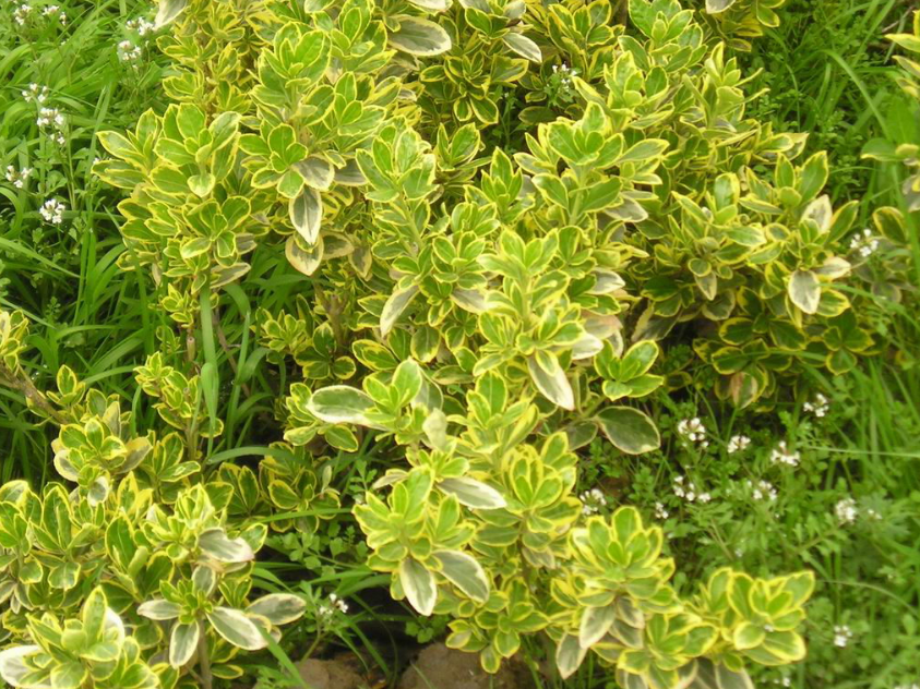  p>金边黄杨(学名: i>euonymus japonicus aureo-marginatus /i>)是