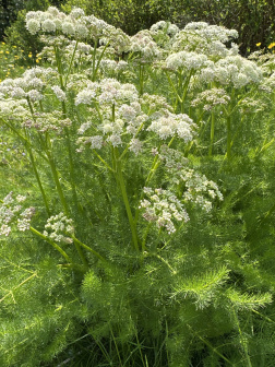 Finochiello (Meum Athamanticum) - Circa 50 Semi - Pianta Aromatica Selvatica - Magic Garden Seeds - 2