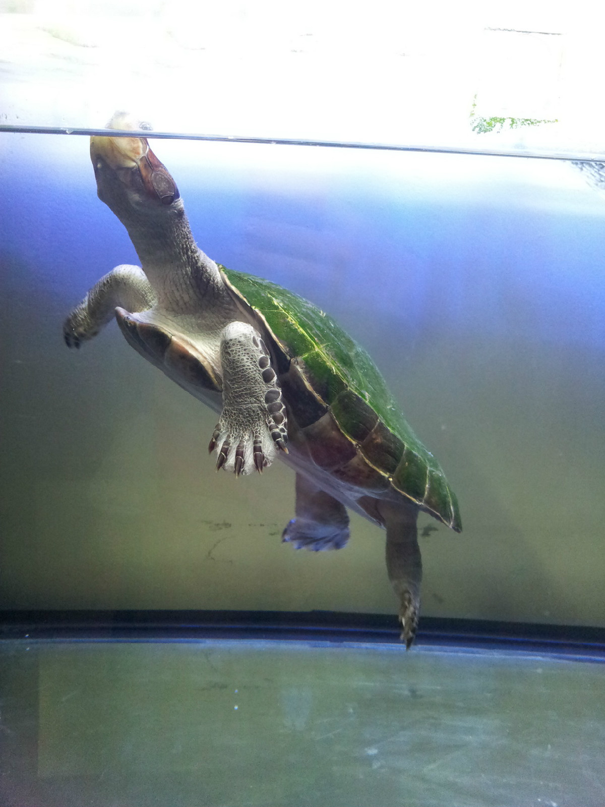 颈龟(学名: i>podocnemis unifilis /i>)是侧颈龟科,南美侧颈龟属动物