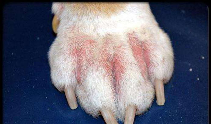 如何养殖放浪不羁的短毛太仓小猎犬_百科TA说