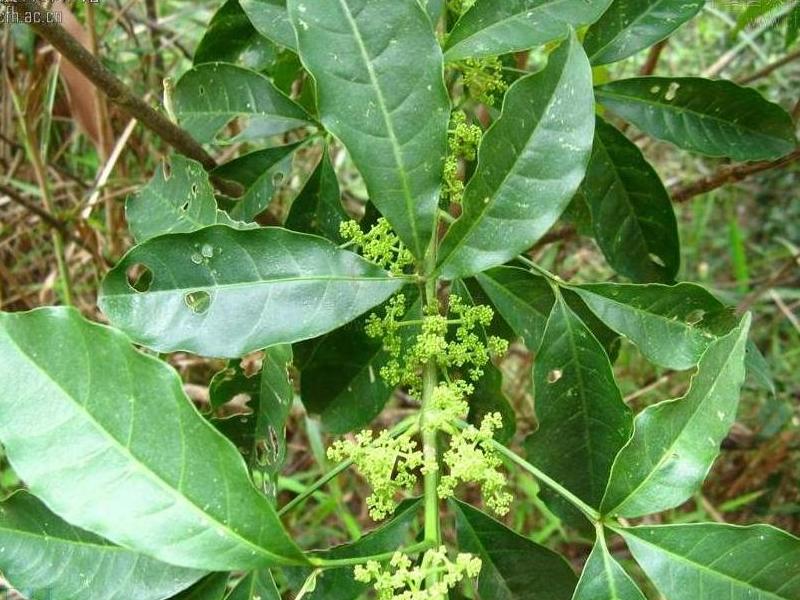 三小叶,形成一大叶一长柄的特色,甚好辨识.