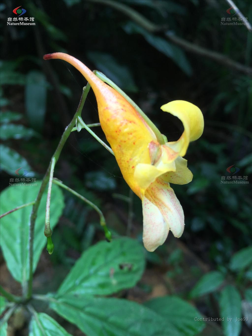 小萼凤仙花