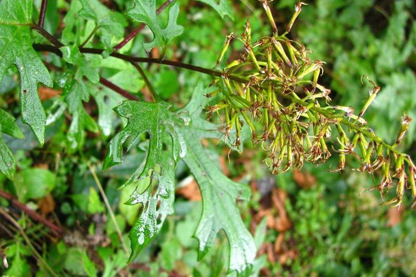 y. l. chen)是菊科蟹甲草属植物,是中国的特有植物.