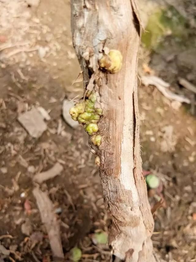 葡萄根癌病