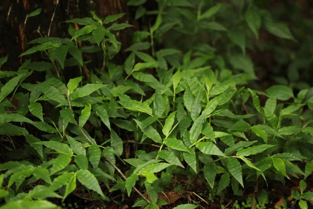 荩草（禾本科荩草属植物）_百度百科