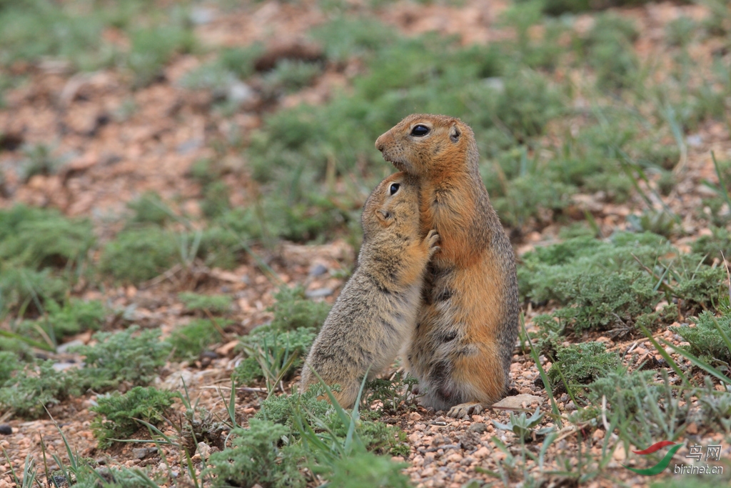 草原蹶鼠指名亚种