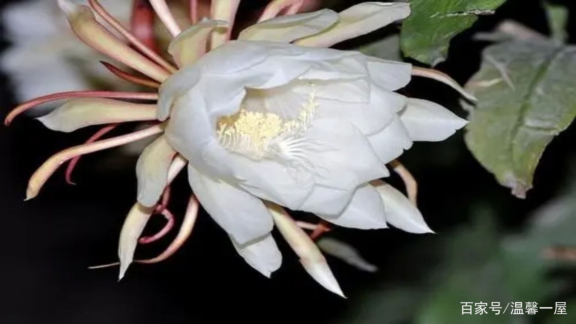 昙花的花语和寓意_百科TA说