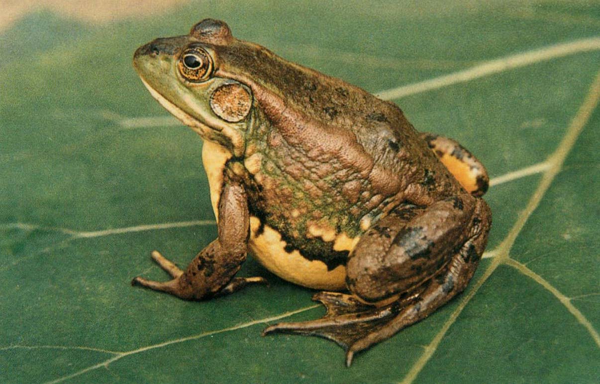 两栖动物/305362" data-lemmaid="305362">两栖动物 /a>,中国特有种