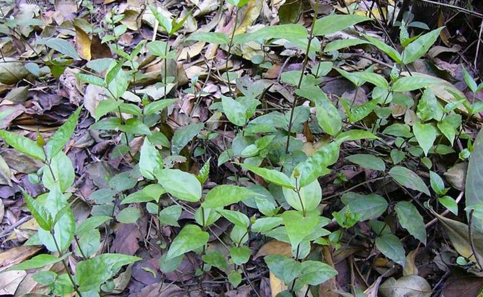 y. wu et s. chow)是唇形科,黄芩属多年生草本植物.