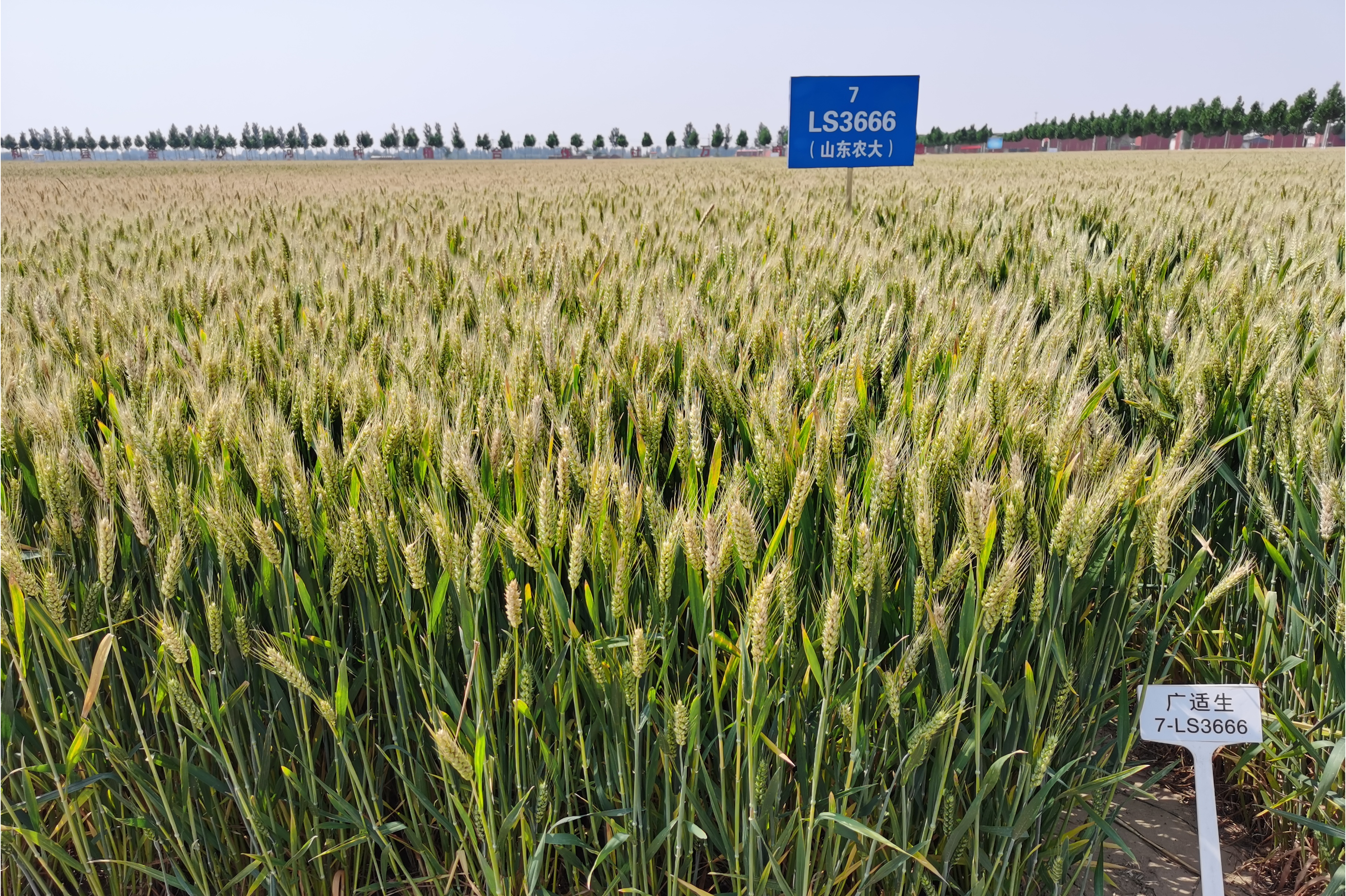  p data-id="shzvuipdmwon">山农42号是一个小麦品种, b>育种者: /b> 