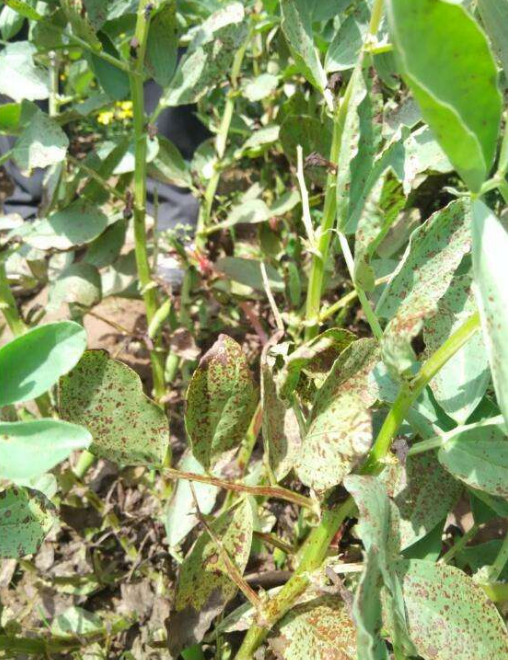 href="/item/蚕豆/1462" data-lemmaid="1462">蚕豆 /a>的病害