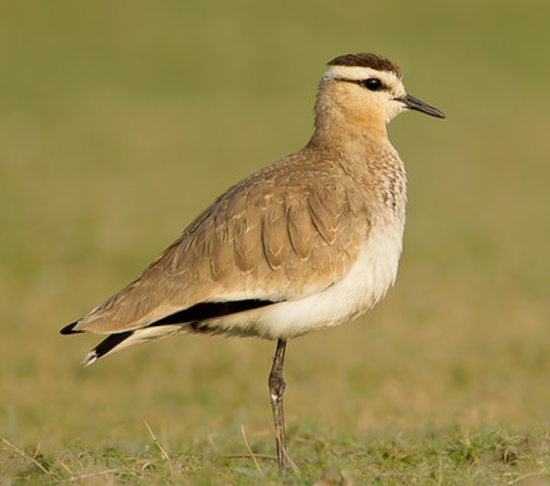 6yea2">黄颊麦鸡( i>vanellus gregarius /i>):鸻科,麦鸡属的一种鸟类