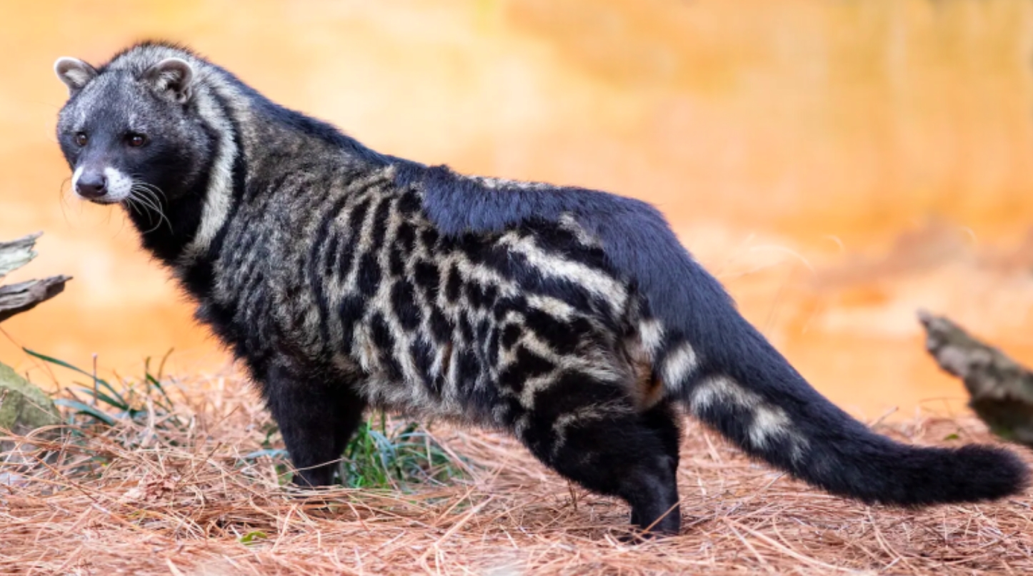 african civet