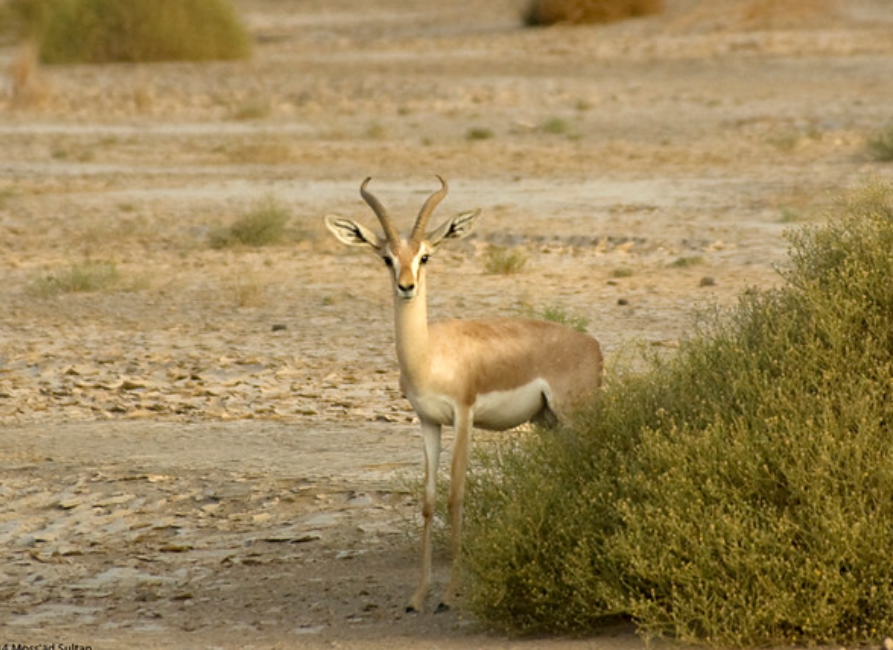  p>鹿瞪羚(学名: i>gazella dorcas /i>):是偶蹄目,牛科,瞪羚属的 a
