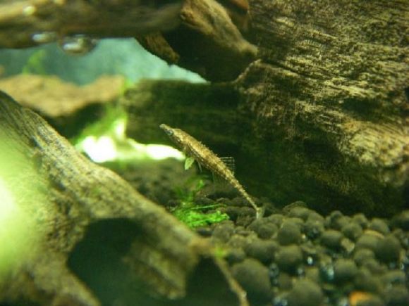  p data-id="gnaqgegfjt">迷你棘龙属于底栖鱼类,由于行动缓慢,为避免