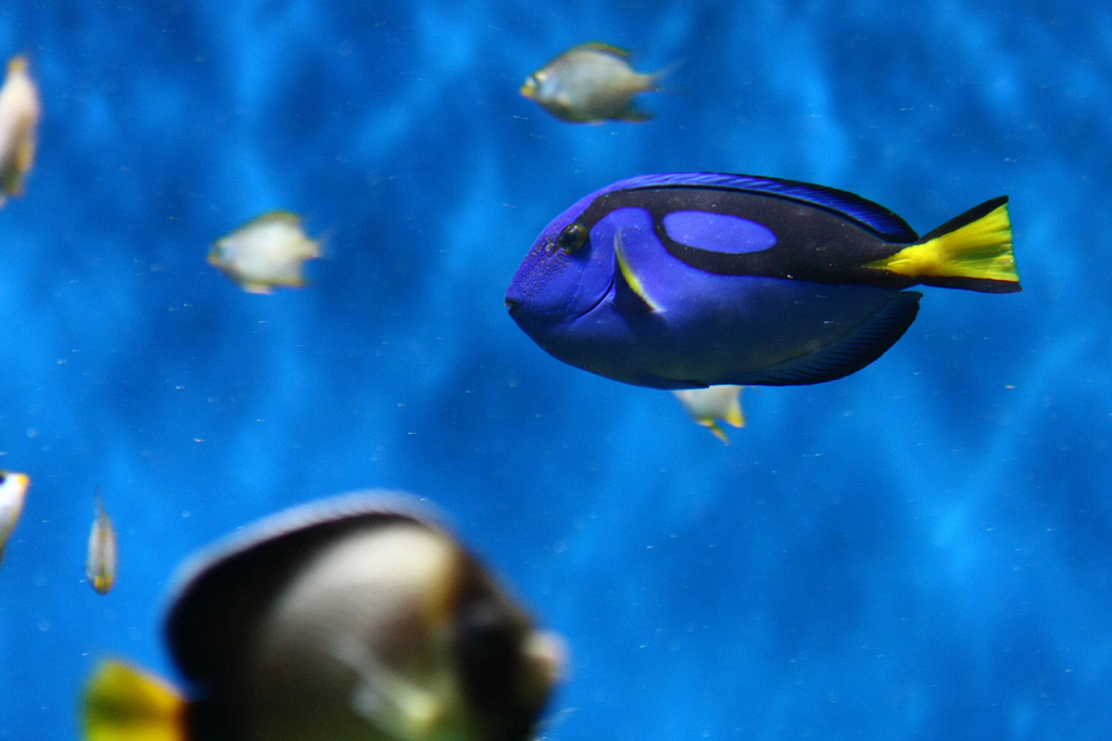  p>黄尾副刺尾鱼(学名: i>paracanthurus hepatus /i>)体侧扁,口小.