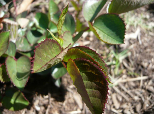 小檗叶蔷薇 百度百科