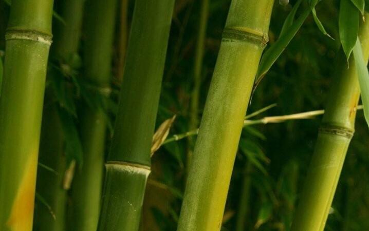  p>毛玉山竹( a target="_blank" href="/item/学名/8074290" data