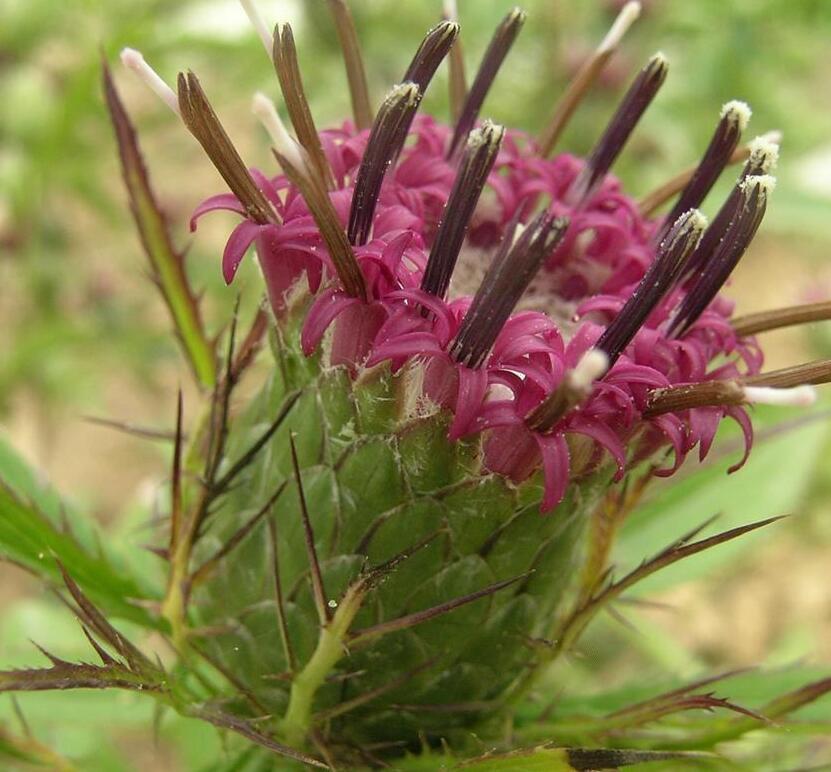  p>苍术属(atractylodes dc.