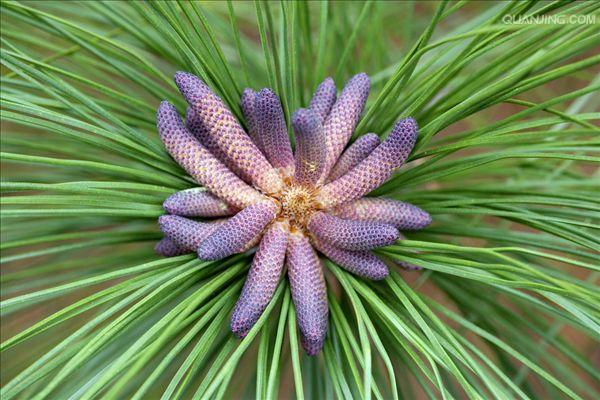  p>湿地松(拉丁学名:pinus elliottii)为速生常绿乔木,原产于 a