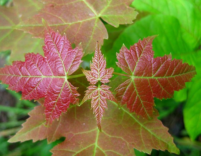  p>银白槭(学名:  i> i>acer /i>  i>saccharinum /i> /i> l.