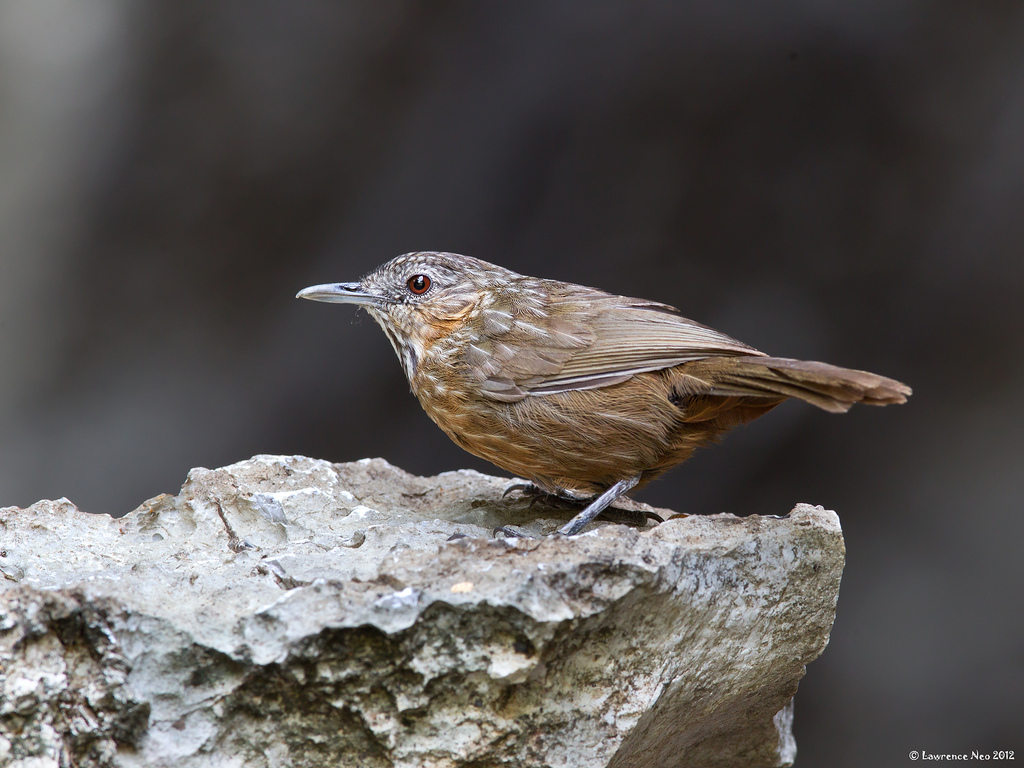 p>灰岩鹪鹛(学名: i>napothera crispifrons /i>)是雀眉科,鹪鹛属