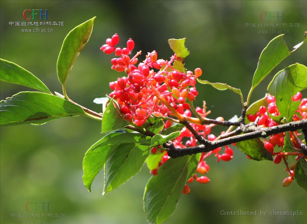  p>巴东荚蒾( a href="#" data-lemmaid="8074290">学名 /a>:viburnum