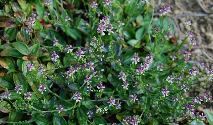  p>齿果草属(学名:salomonia lour.