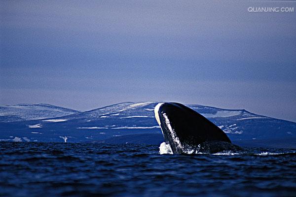 ="tiotxenk04ua">弓头鲸是鲸目露脊鲸科露脊鲸属哺乳动物,又称北极鲸