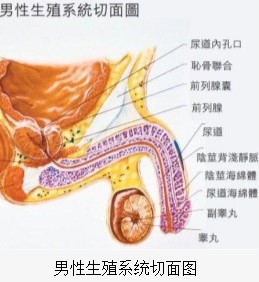 阴囊在哪里图片