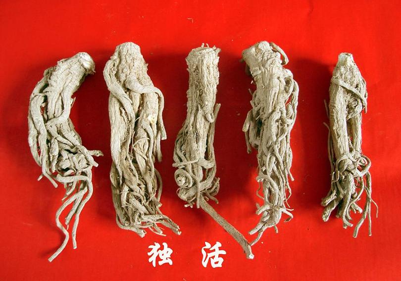  p>华亭独活,别名肉独活,为伞形科植物重齿毛当归的干燥根.