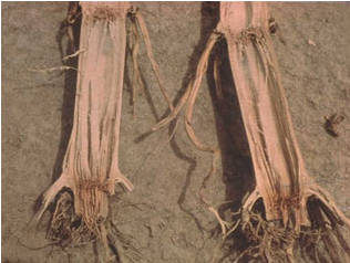  p>谷镰刀菌病是侵染麦粒或玉米后,生出白色絮状或绒状菌丝,后呈白色