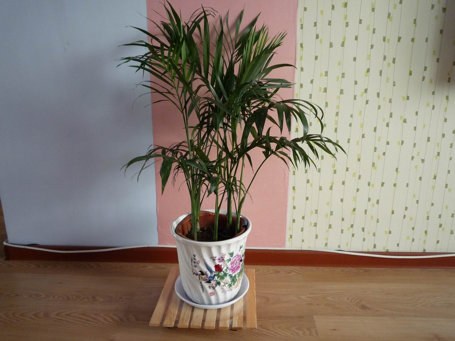  p>富贵椰子学名为拱叶竹节椰( i>chamaedorea cataractarum /i> mart