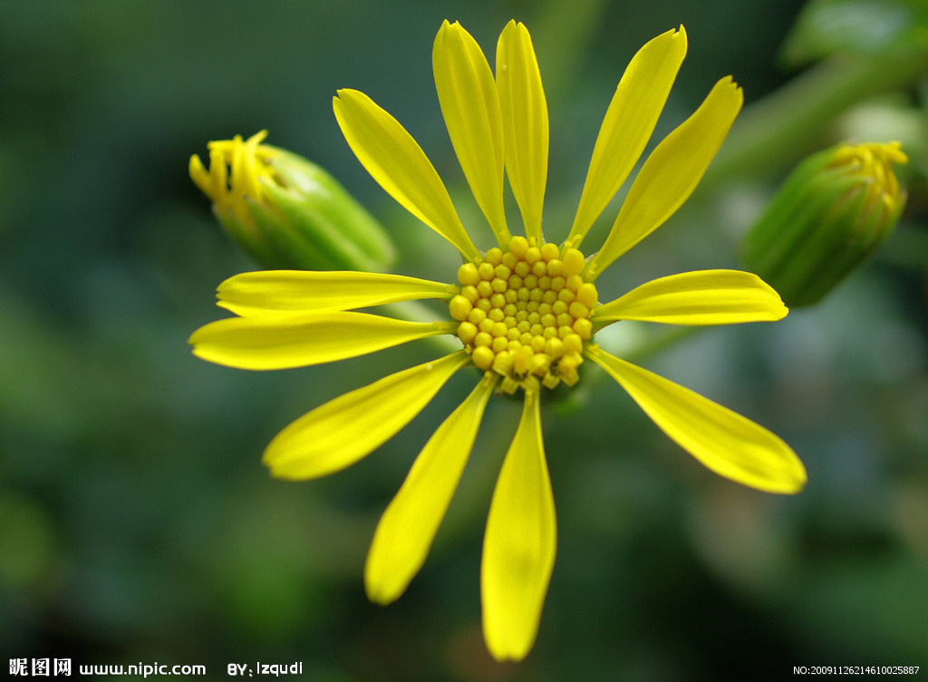  p>波缘风毛菊,是 a target="_blank" href="/item/双子叶植物纲