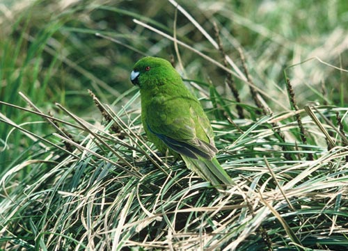 纯绿鹦鹉