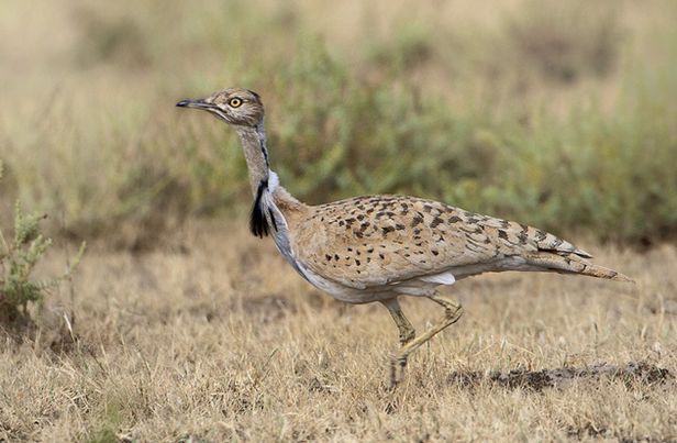  p>翎颌鸨(学名:chlamydotis undulata)体型较 a target="_blank"