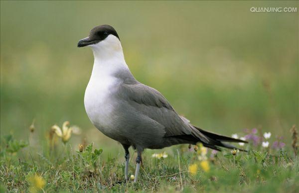  p>中贼鸥( a target="_blank" href="/item/学名/8074290" data