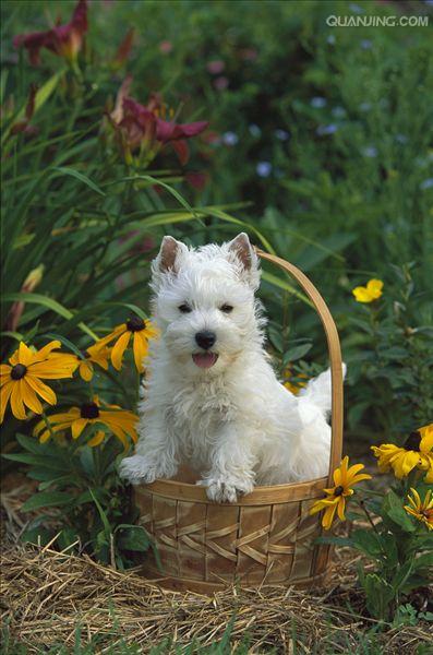  p>西高地白梗是一种小体型,爱玩的,坚定的 a href="#" data-lemmaid=