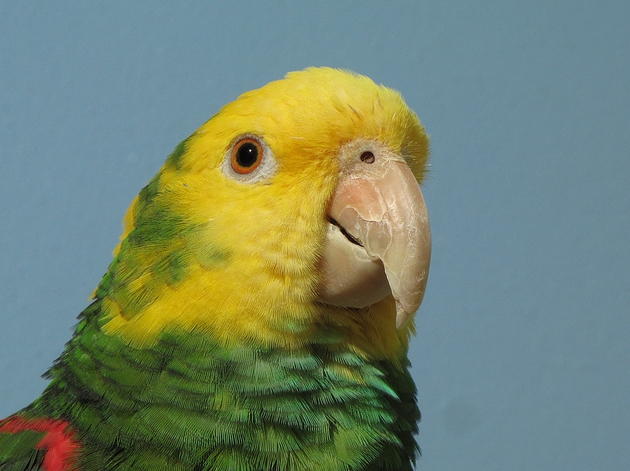  p> b>双黄头亚马逊鹦鹉 /b>( i>amazona oratrix /i>),又名 b>黄头