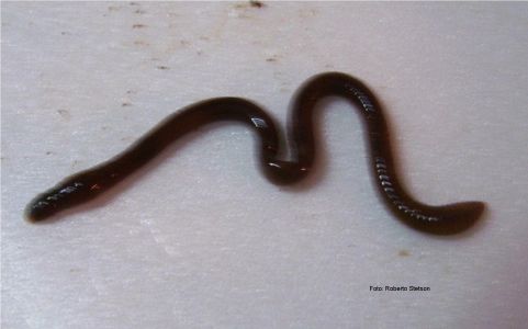  p>昆虫名,属环形动物门,贫毛纲,原始贫毛目.分布在中国各地.