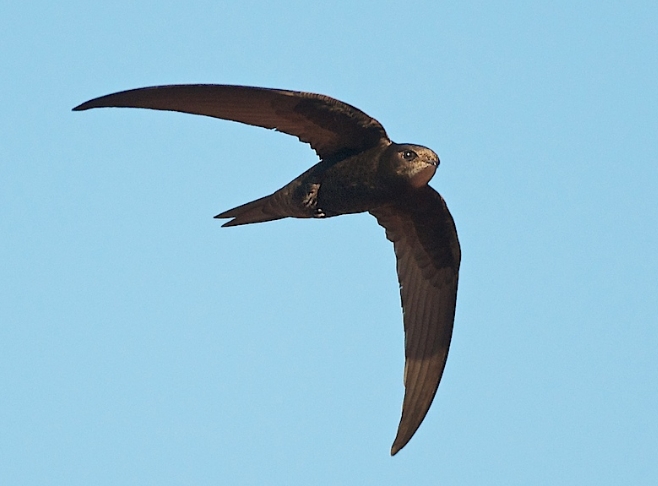  p>普通楼燕(学名: i>apus apus /i>):是一种体长21厘米的 a href="#"