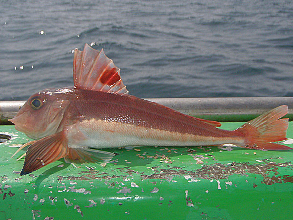  p>短鳍红娘鱼(学名: i>lepidotrigla microptera /i>)是鲂鮄科,红娘