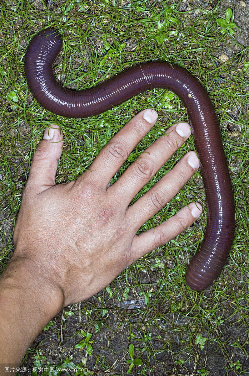 巨大的 a href="#" data-lemmaid="1399869">蚓螈 /a>(caecilian)亚种