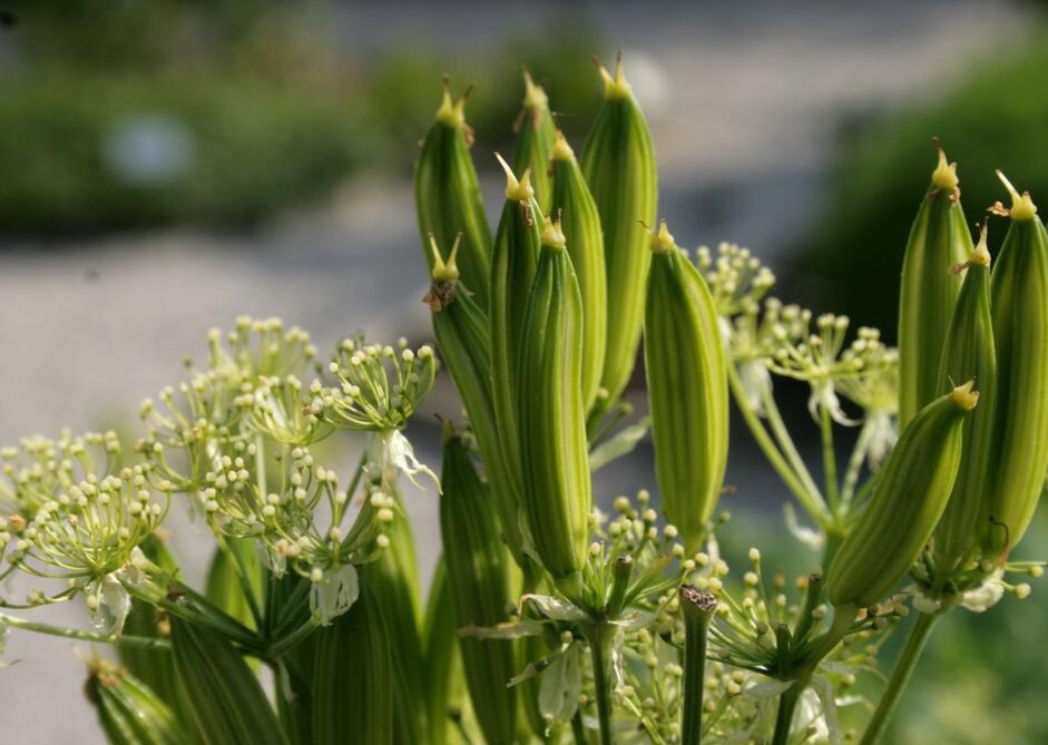  p>欧洲没药,伞形科香没药属植物. /p>