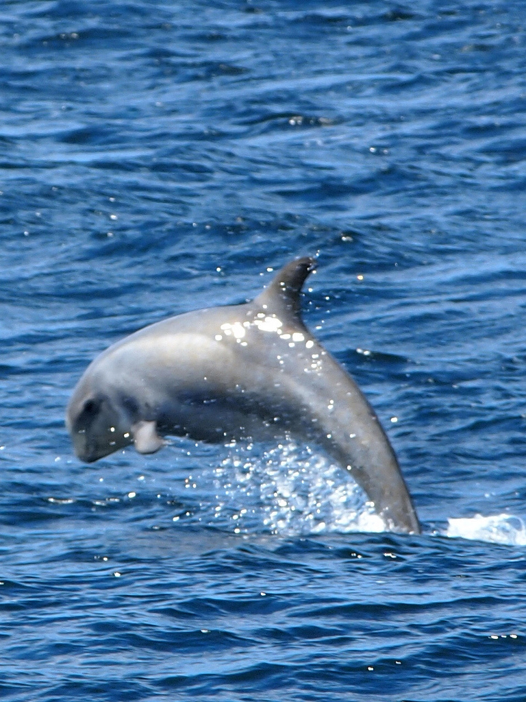 里氏海豚