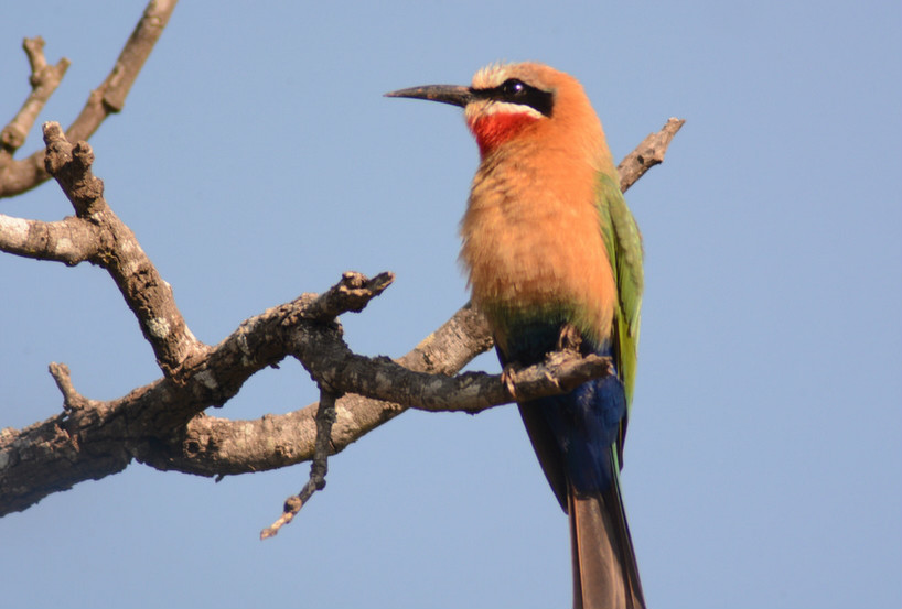  p>白额蜂虎(学名: i>merops bullockoides /i>)是佛法僧目蜂虎科的 a