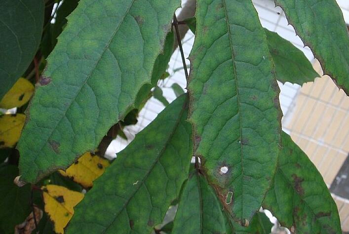  p> a target="_blank" href="/item/大叶柯/4560170" data-lemmaid="