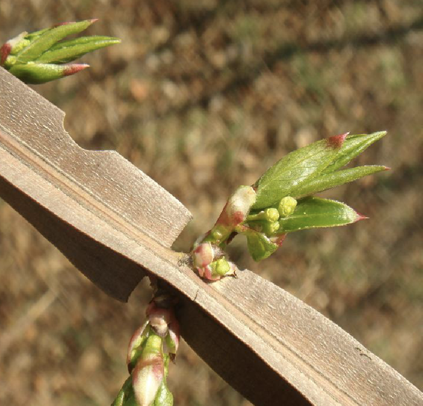  p>东北槭(学名: i>acer mandshuricum /i> maxim.