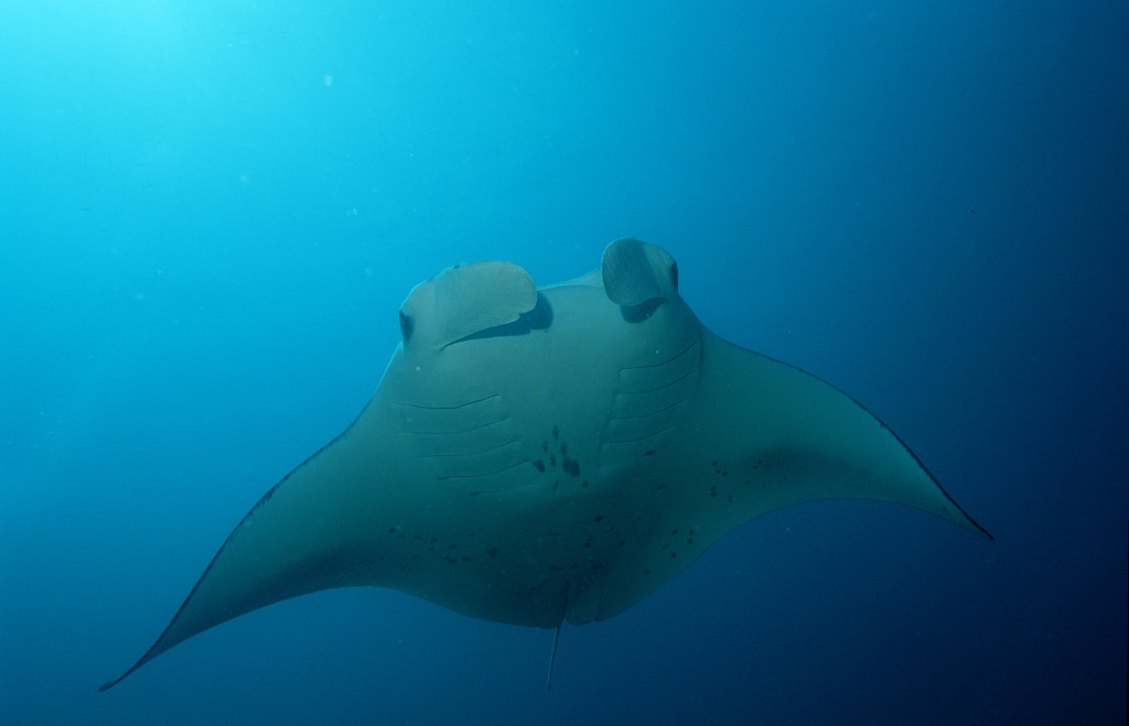 manta birostris (walbaum