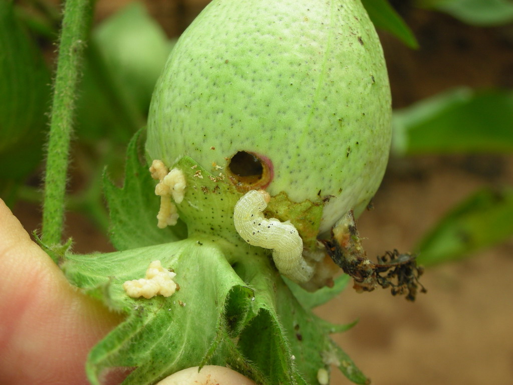  p>棉铃虫, i>helicoverpa armigera  /i>(hübner), a href="#" data